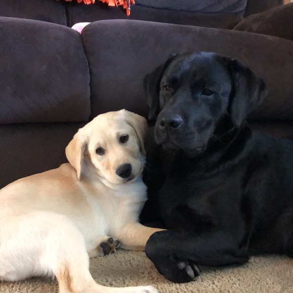 Meet your Posher, Kendall - Picture 1 of 1